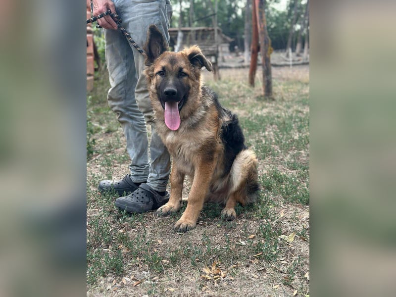 Hector, geboren 15.03.2025, 65cm sucht seine Aufgabe