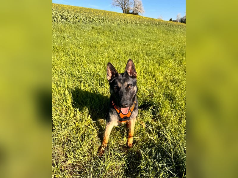Joshi, geboren 04.06.2024, 54cm sucht neues Zuhause