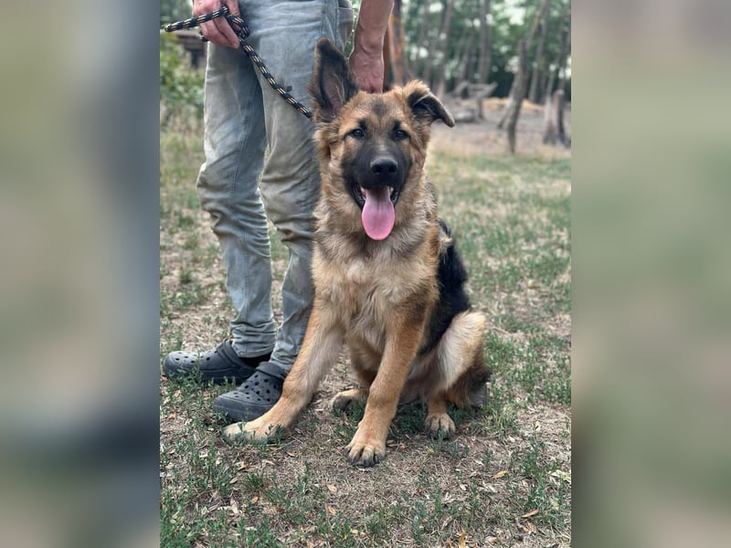 Hector, geboren 15.03.2025, 65cm sucht seine Aufgabe