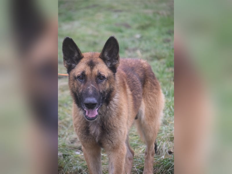 Mozes, freundlicher und aktiver Schäferhund, geb. 2016
