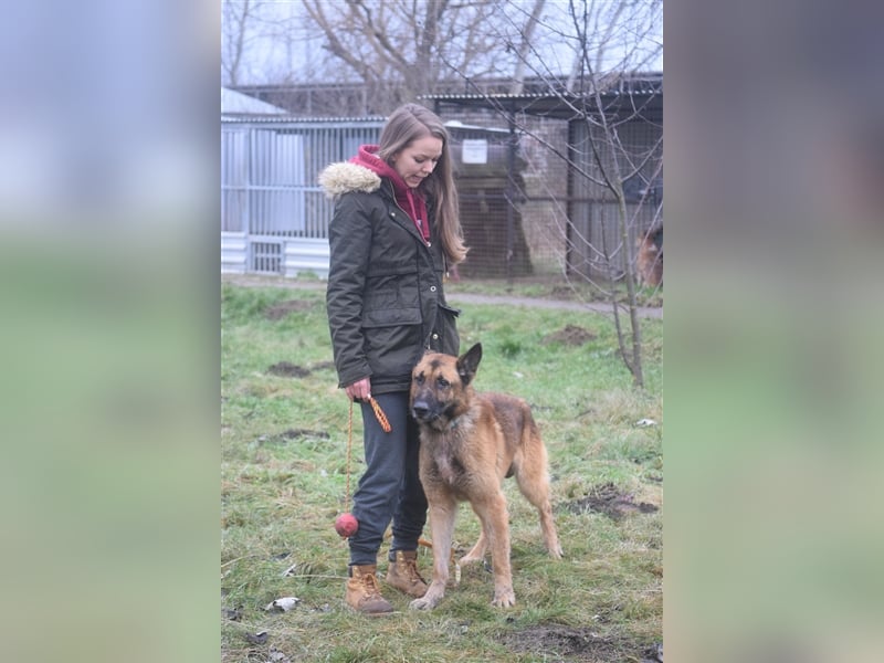 Mozes, freundlicher und aktiver Schäferhund, geb. 2016