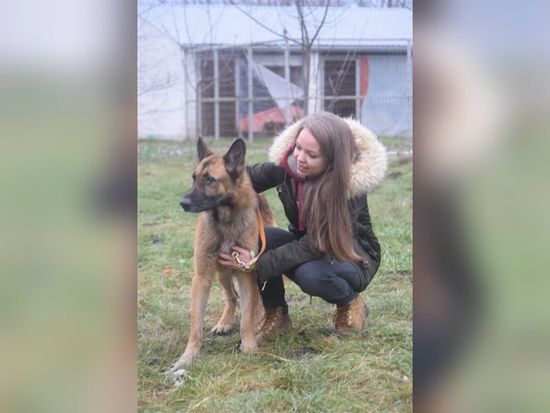 Mozes, freundlicher und aktiver Schäferhund, geb. 2016