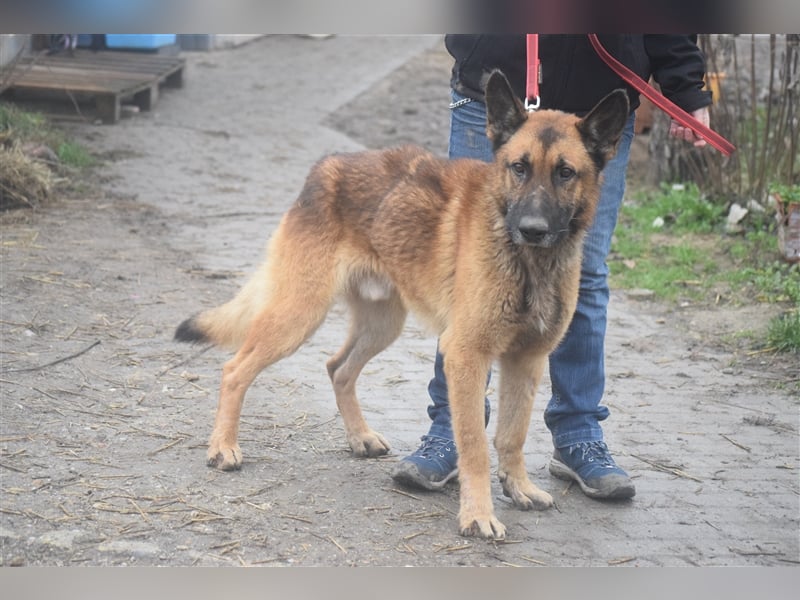 Mozes, freundlicher und aktiver Schäferhund, geb. 2016
