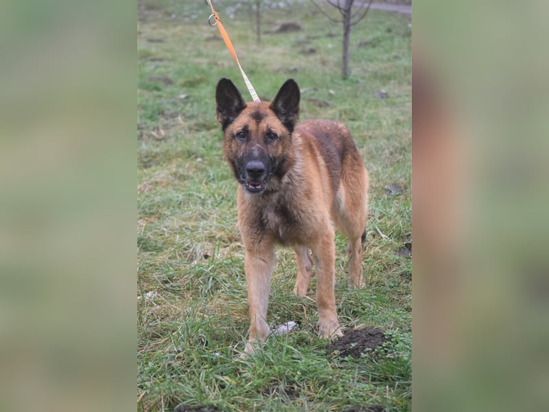 Mozes, freundlicher und aktiver Schäferhund, geb. 2016