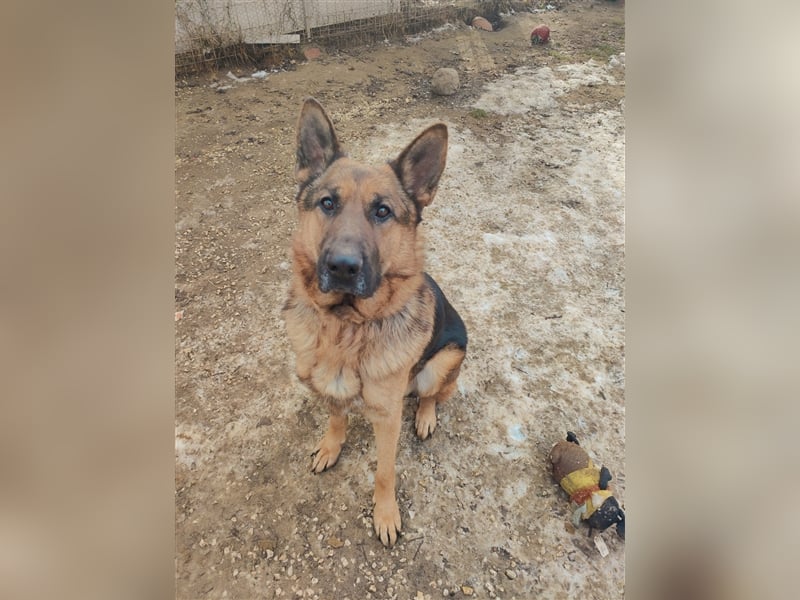Goran dt. Schäferhund Rüde ca. 3 Jahre alt z.Zt. in Ungarn