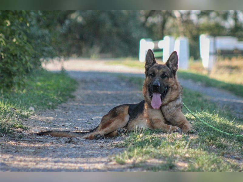 Goran dt. Schäferhund Rüde ca. 3 Jahre alt z.Zt. in Ungarn