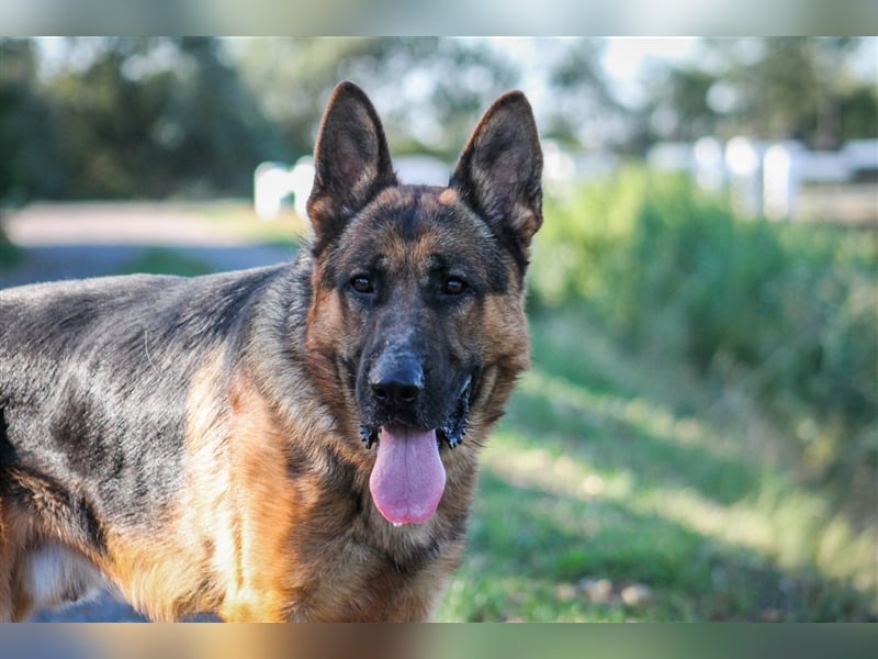 Goran dt. Schäferhund Rüde ca. 3 Jahre alt z.Zt. in Ungarn