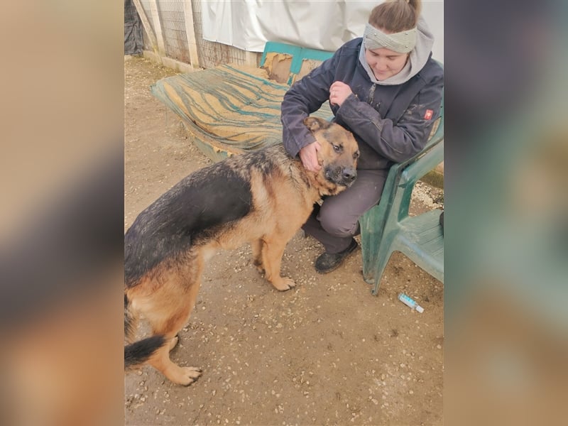 Goran dt. Schäferhund Rüde ca. 3 Jahre alt z.Zt. in Ungarn