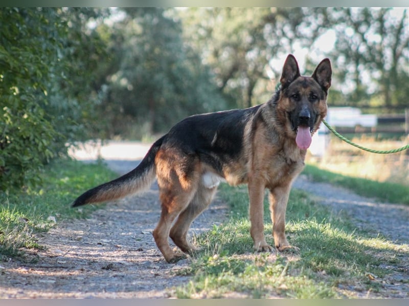 Goran dt. Schäferhund Rüde ca. 3 Jahre alt z.Zt. in Ungarn