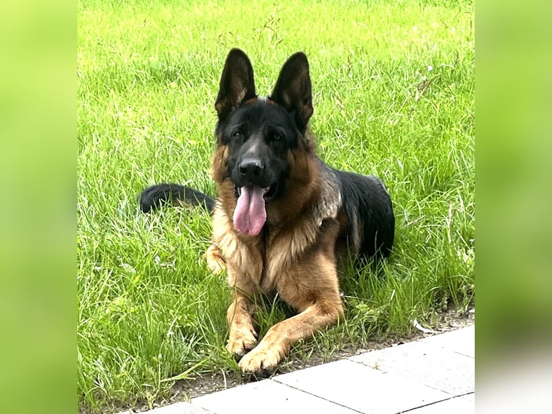 Typvoller Schäferhund Rüde   abzugeben.