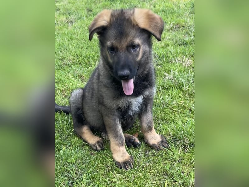 Typvolle Schäferhund Welpen aus Kör und Leistungszucht  abzugeben.
