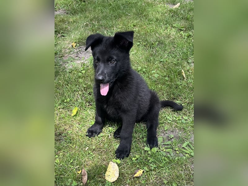 Typvolle Schäferhund Welpen aus Kör und Leistungszucht  abzugeben.
