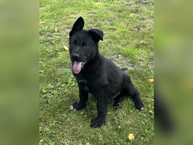 Typvolle Schäferhund Welpen aus Kör und Leistungszucht  abzugeben.