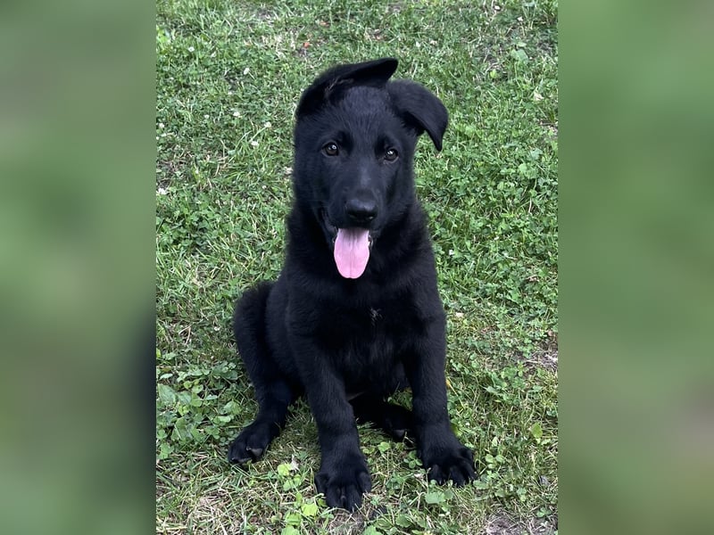 Typvolle Schäferhund Welpen aus Kör und Leistungszucht  abzugeben.