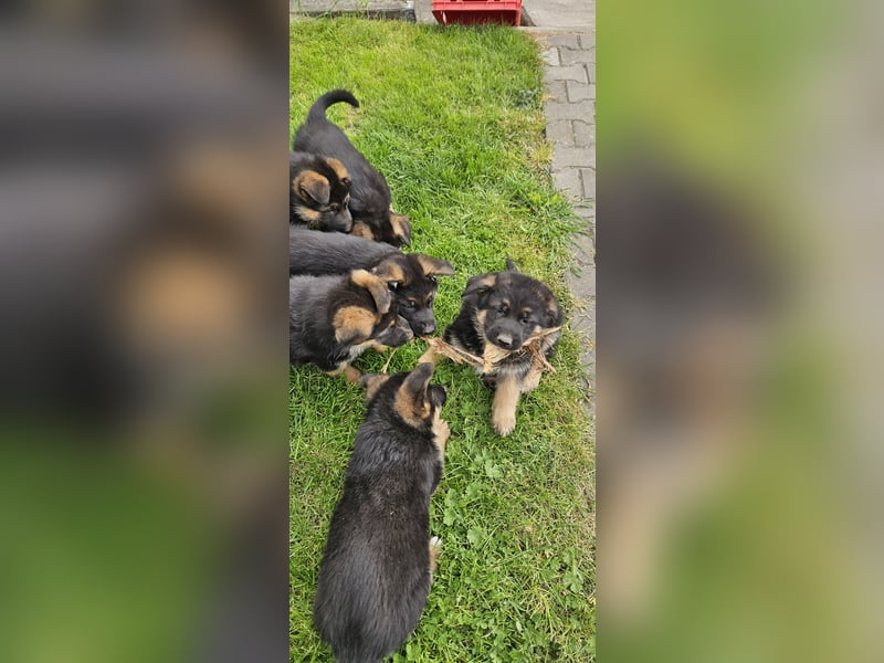 Schäferhund Welpen