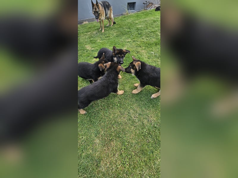 Schäferhund Welpen