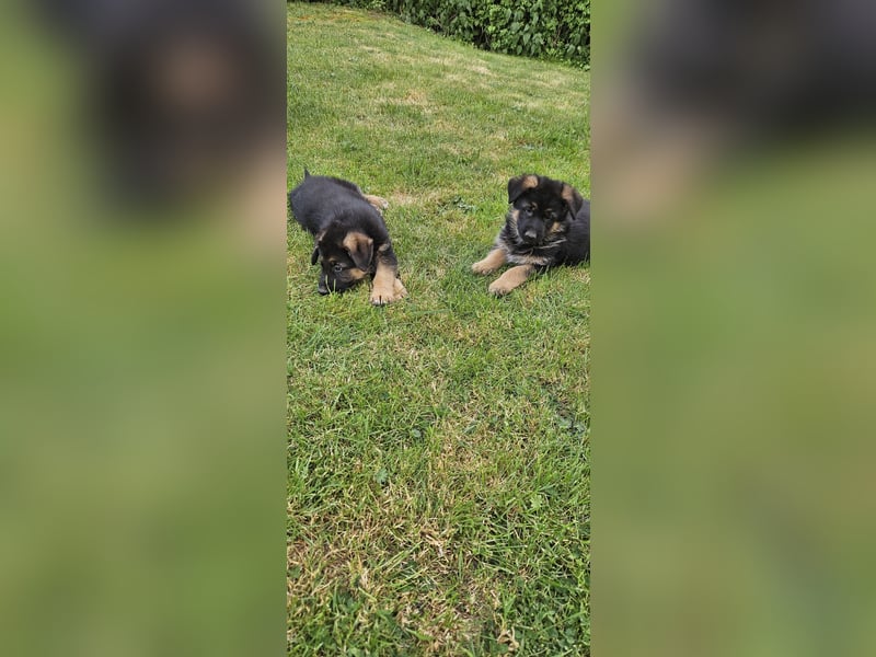 Schäferhund Welpen