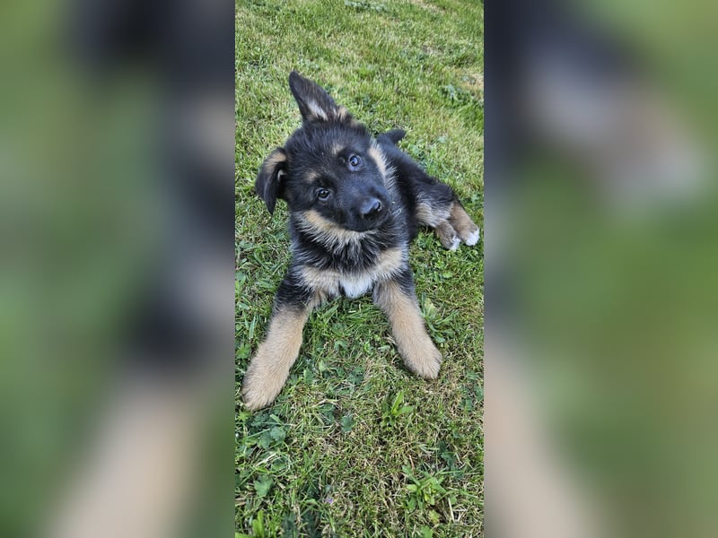 Schäferhund Welpen