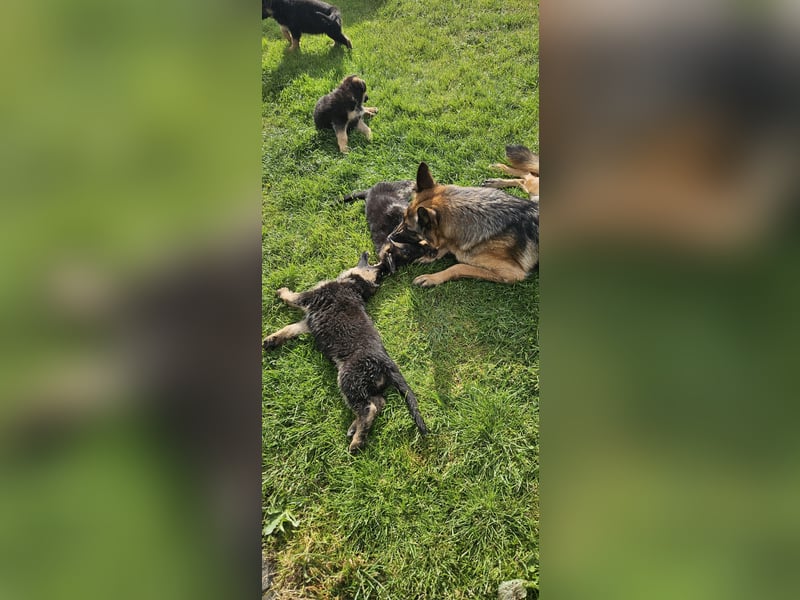 Schäferhund Welpen