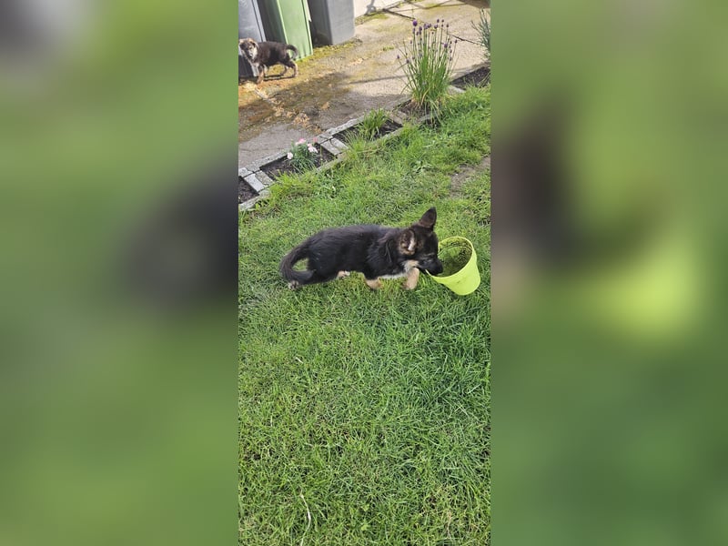 Schäferhund Welpen