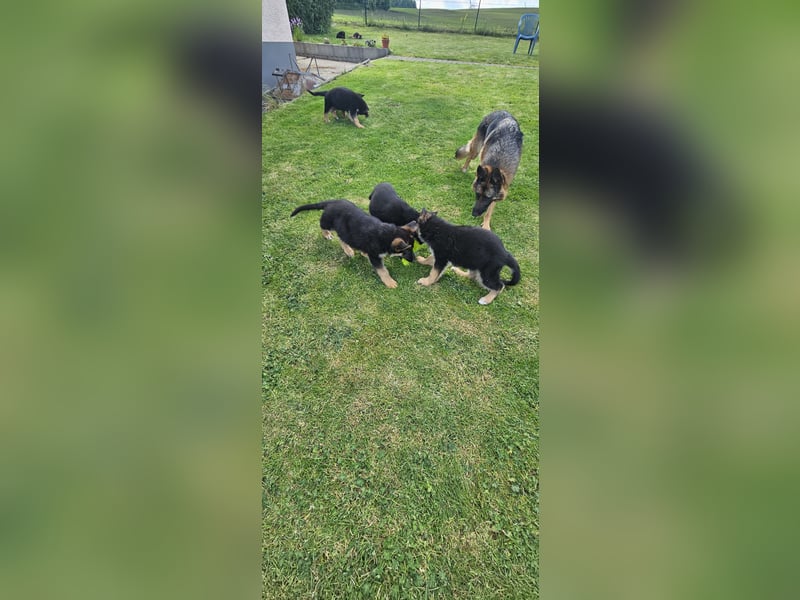 Schäferhund Welpen