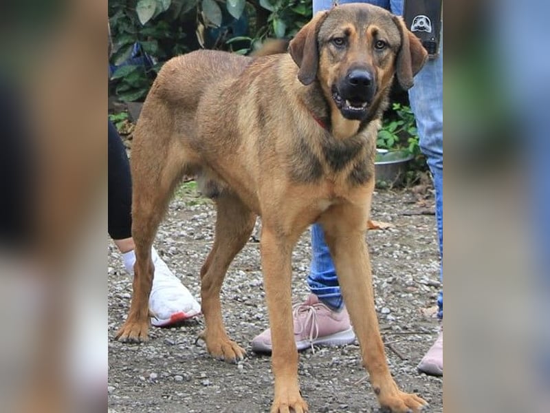 Traumhund Ryder sucht ein Zuhause