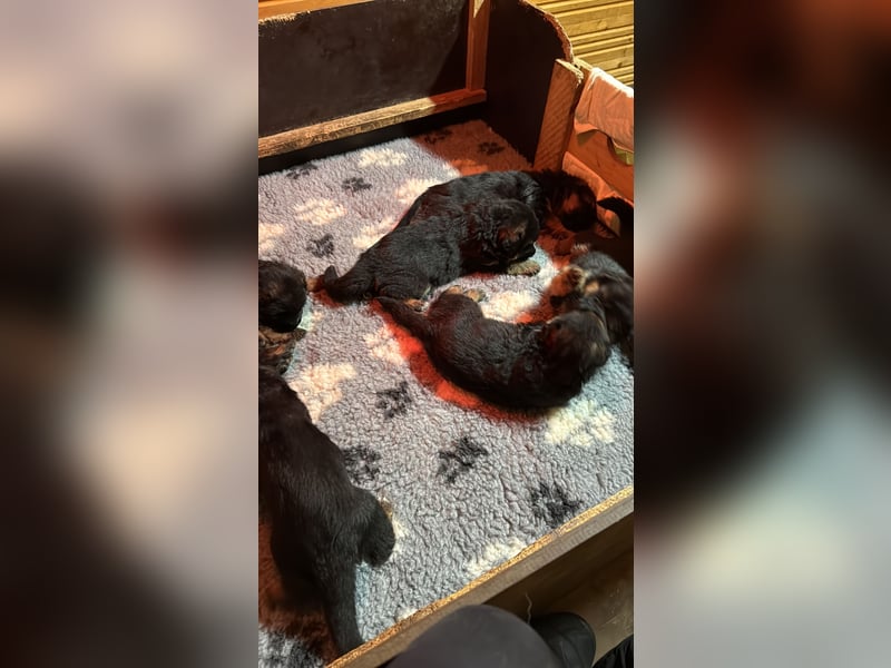 Reinrassige deutsche Schäferhunde