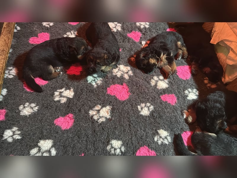 Reinrassige deutsche Schäferhunde