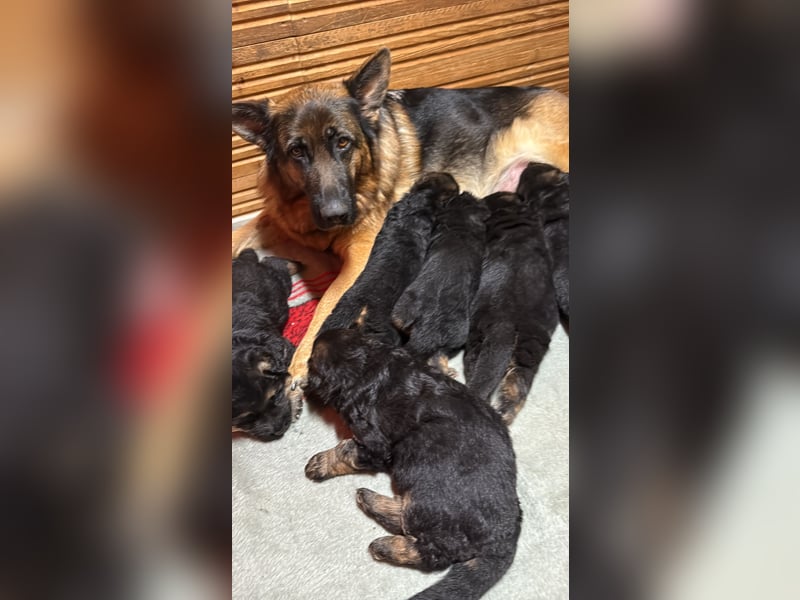 Reinrassige deutsche Schäferhunde