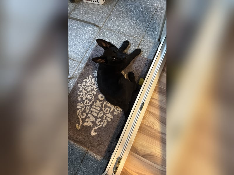 Schäferhund zum abgeben