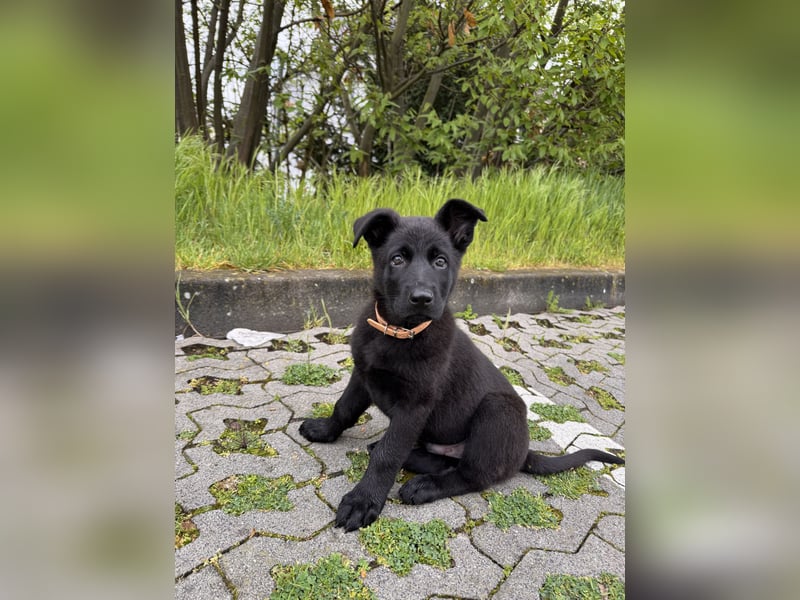 Schäferhund zum abgeben