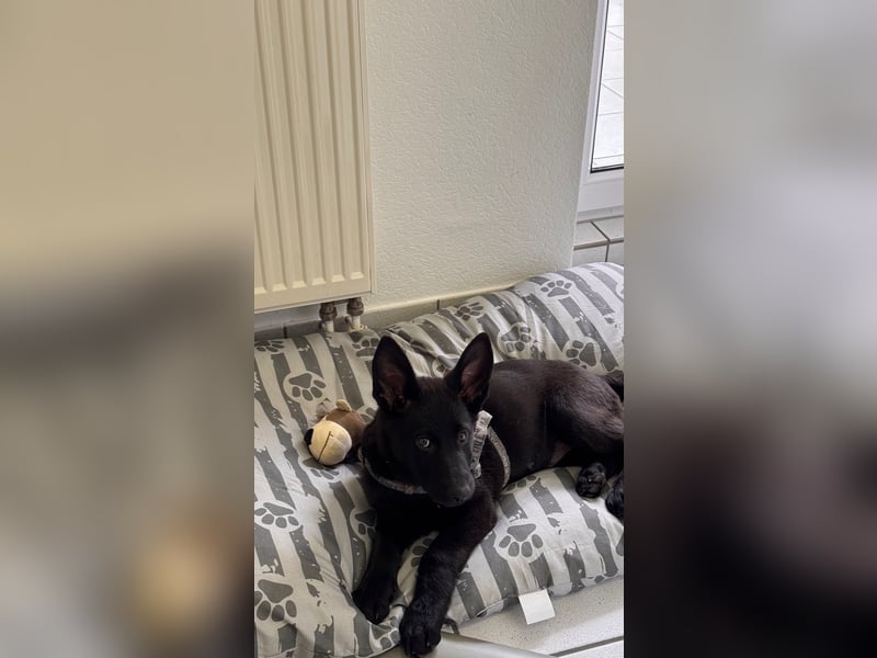 Schäferhund zum abgeben