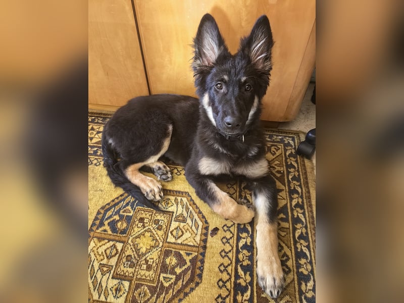 Verspielter Deutscher Schäferhund Welpe sucht ein liebevolles Zuhause