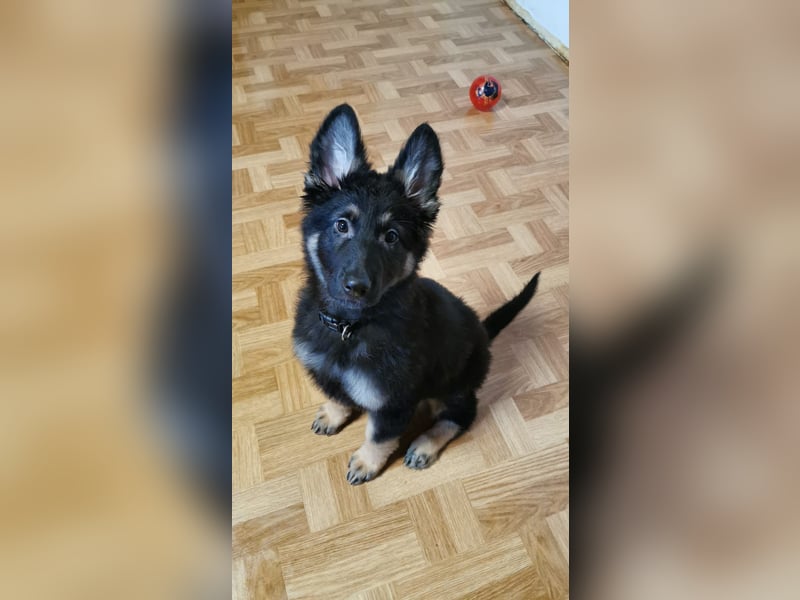Liebevolle Deutsche Schäferhund Welpe sucht ein neues Zuhause