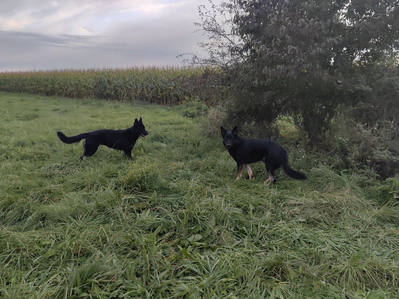Liebevolle Deutsche Schäferhund Welpe sucht ein neues Zuhause