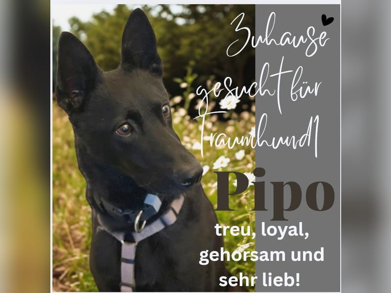 der wunderschöne und gehorsame Pipo aus Köln verliert sein Zuhause!