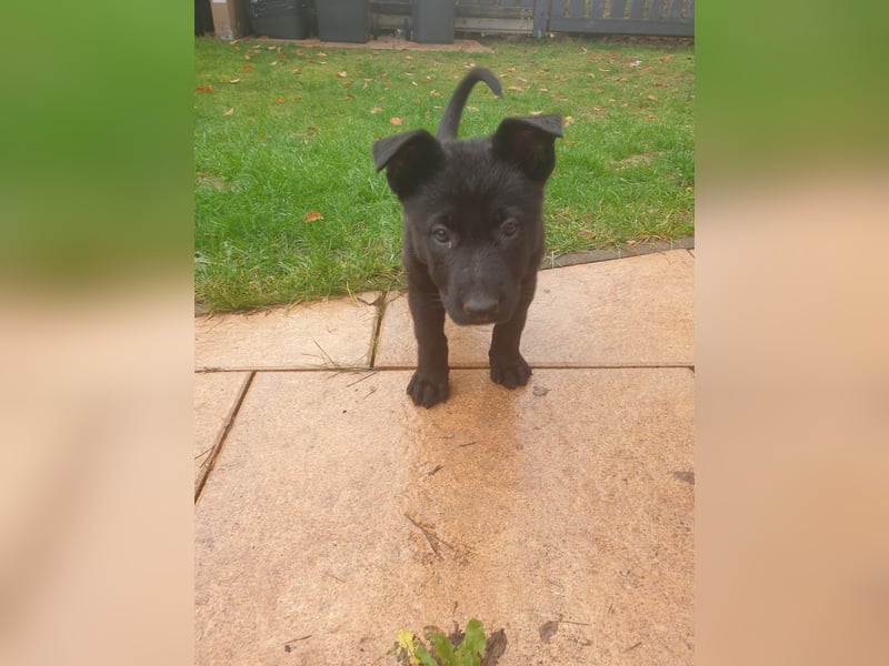 Reinrassige Schäferhunde