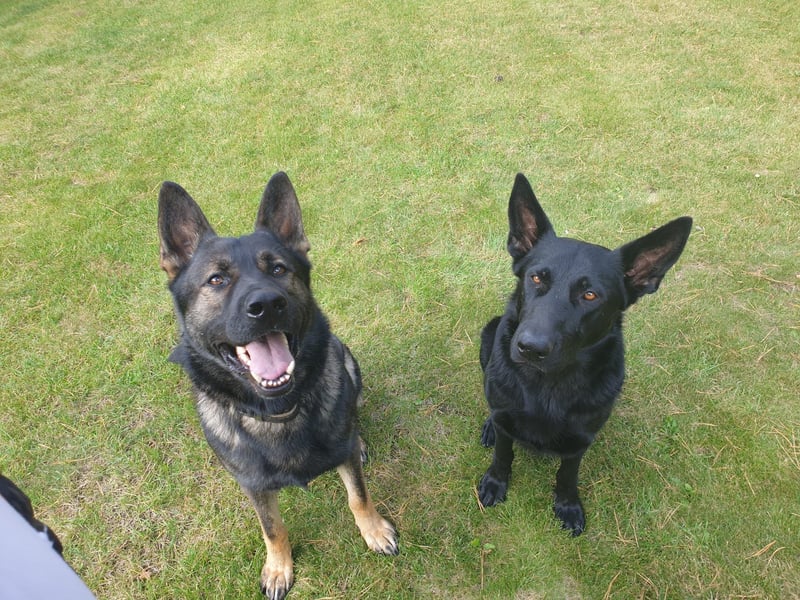 Reinrassige Schäferhunde