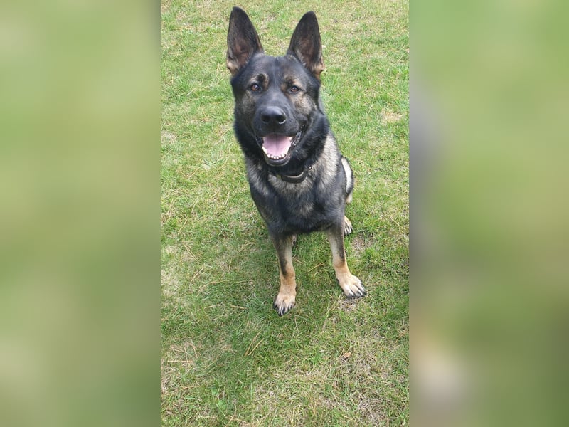 Reinrassige Schäferhunde