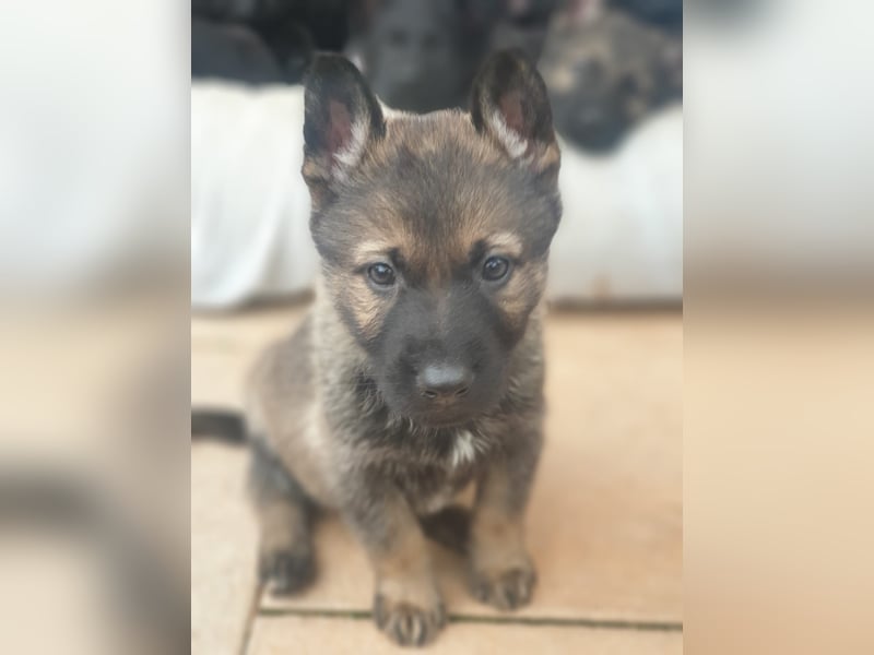 Reinrassige Schäferhunde