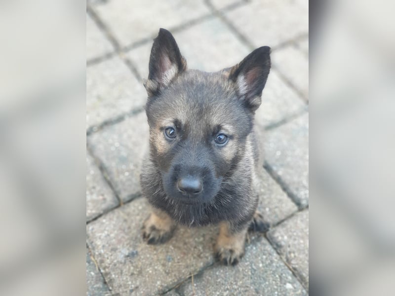 Reinrassige Schäferhunde