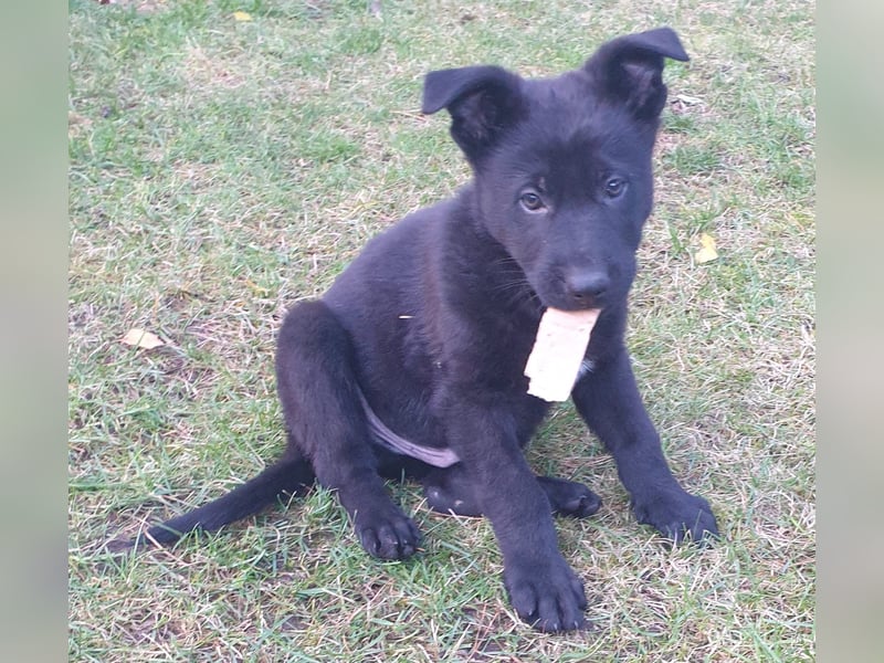 Reinrassige Schäferhunde