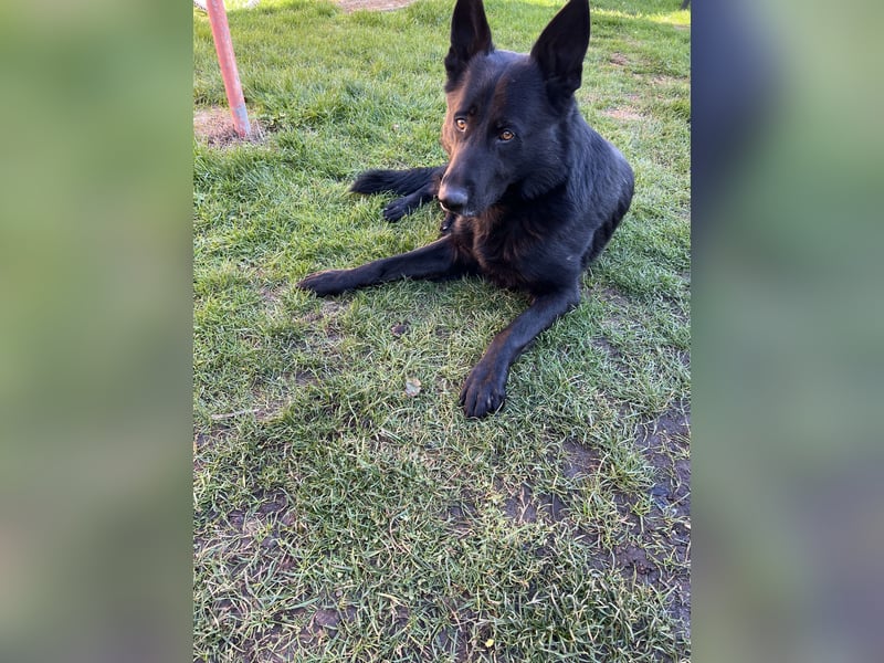 Deutscher Schäferhund