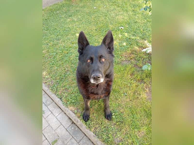 Deutscher Schäferhund