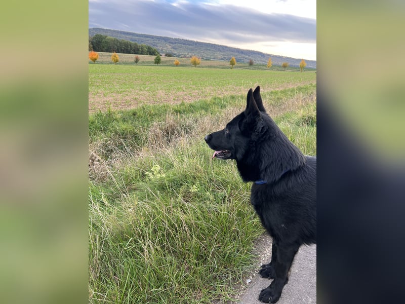 Deutscher Schäferhund