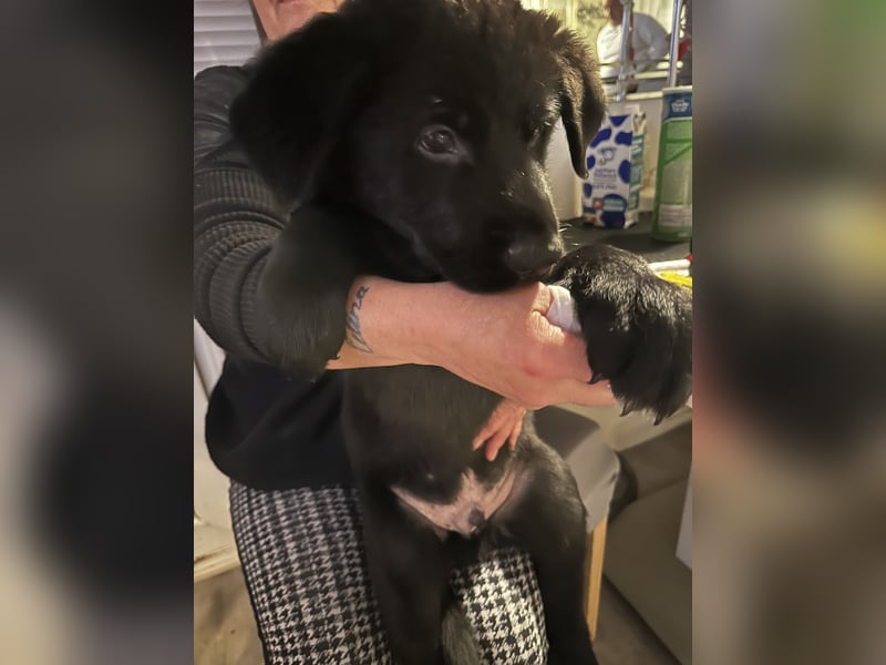 Deutscher Schäferhundwelpe DDR-Linie