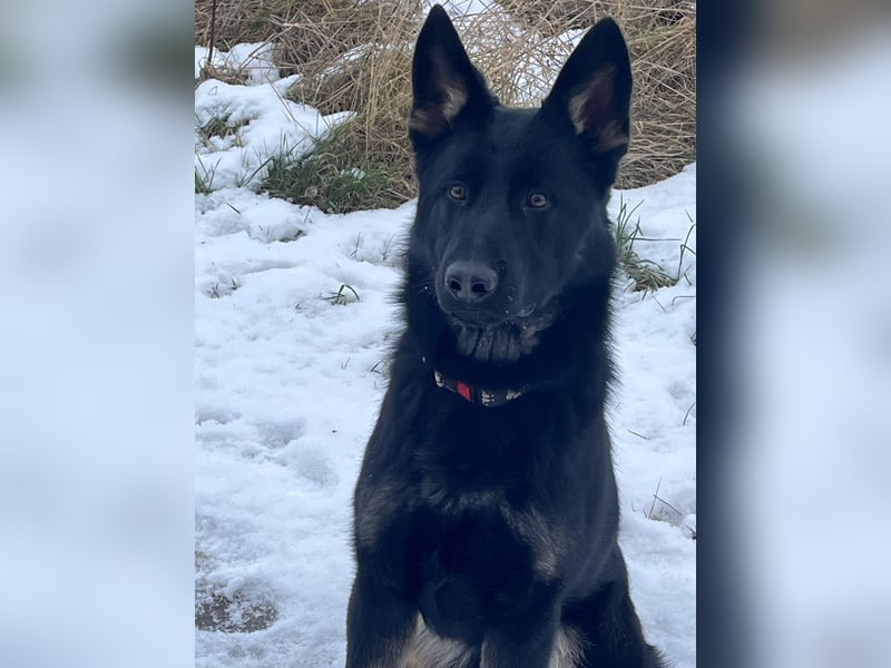 Dt. Schäferhund 7 Monate Rüde mit Papiere