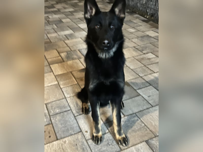 Dt. Schäferhund 7 Monate Rüde mit Papiere