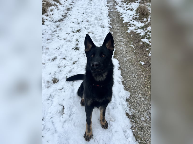 Dt. Schäferhund 7 Monate Rüde mit Papiere