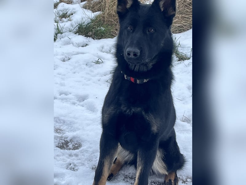 Dt. Schäferhund 7 Monate Rüde mit Papiere